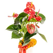 Tropical Passion Antoryum