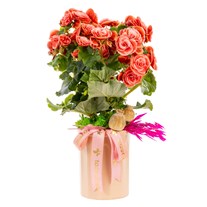 Romantic Coral Begonya
