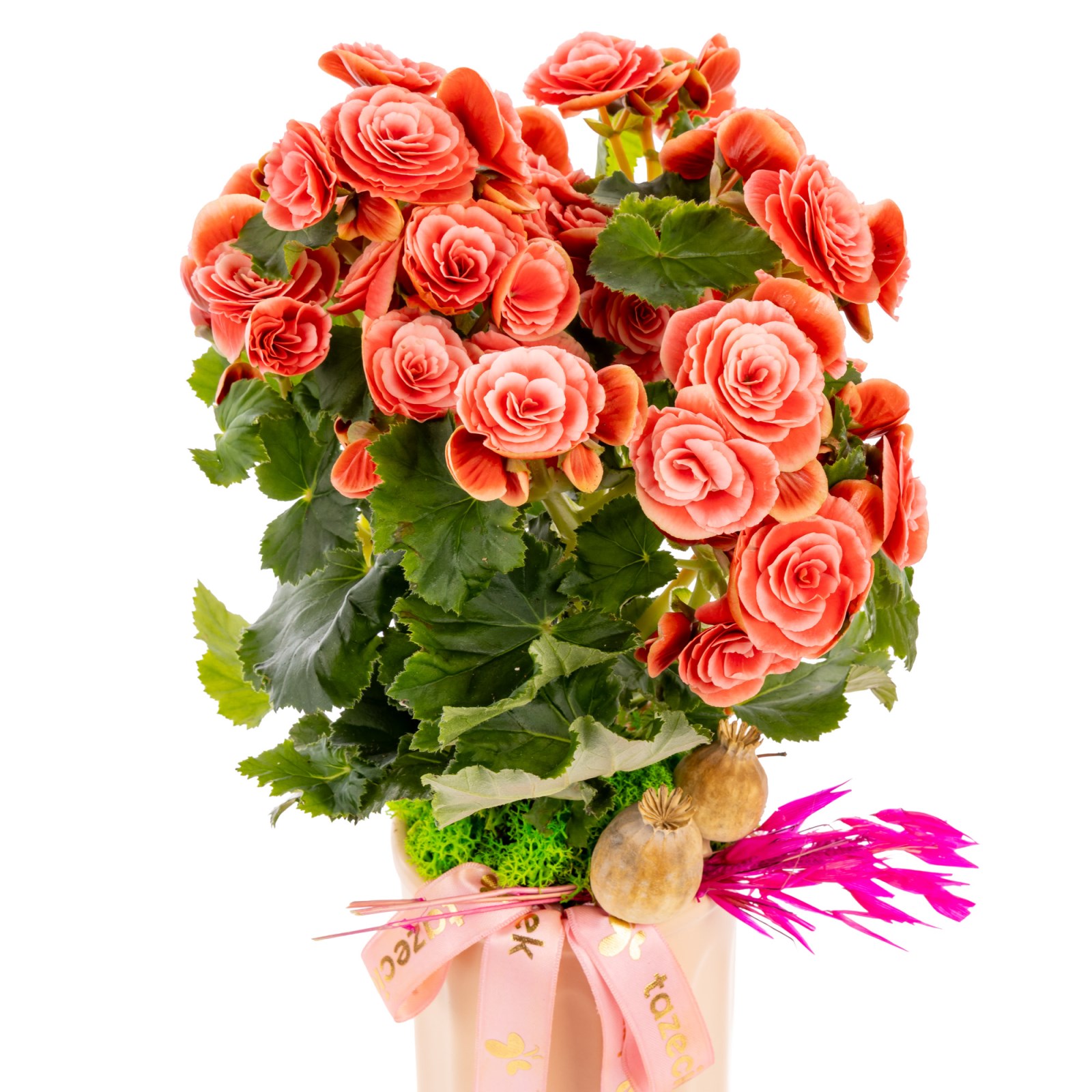 Romantic Coral Begonya
