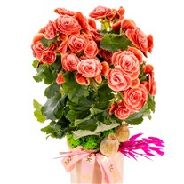 Romantic Coral Begonya