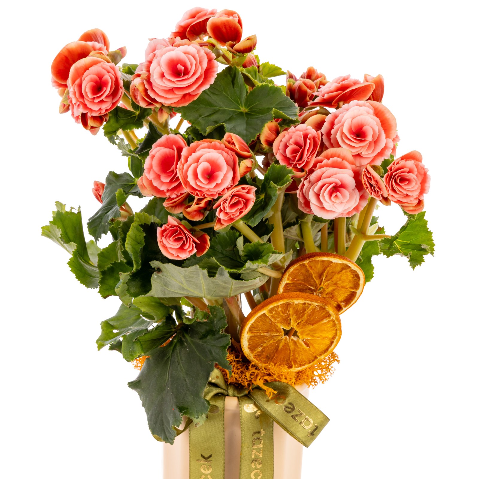 Orange Blush Begonya Bitkisi