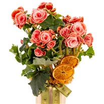 Orange Blush Begonya Bitkisi