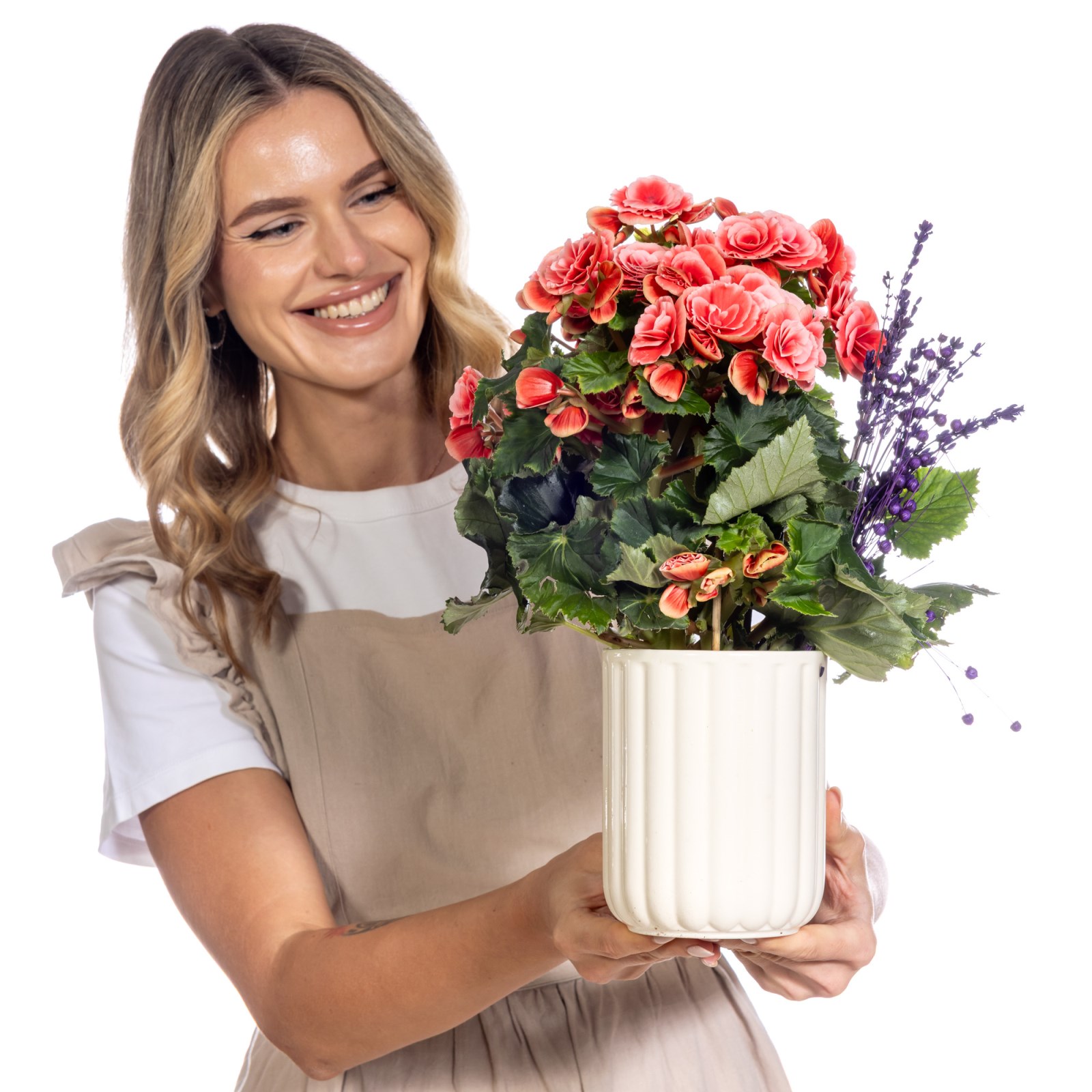 Lavander Joy Begonya