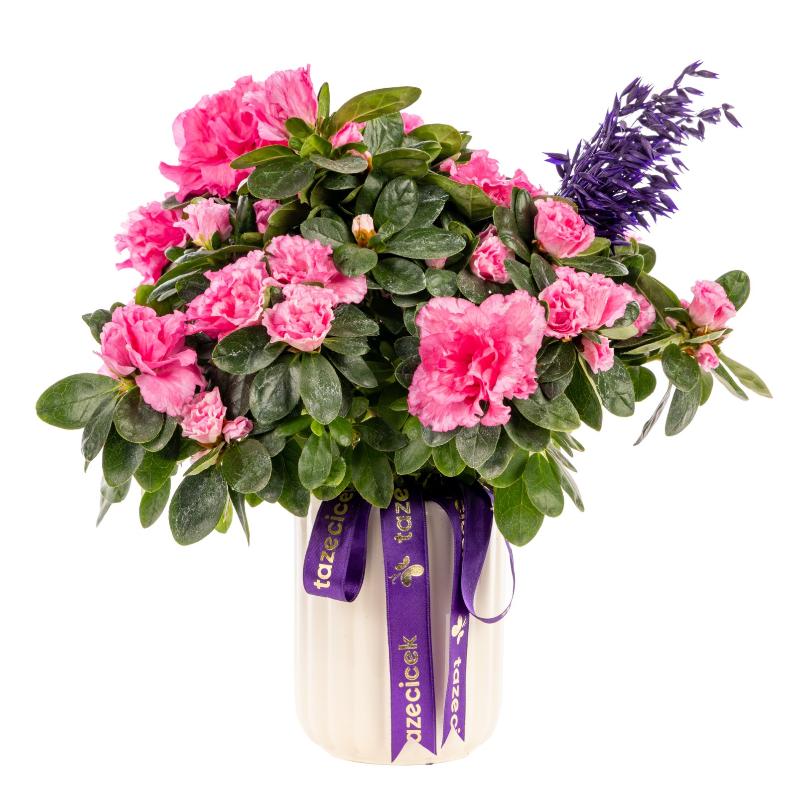 Purple Grace Açelya Bitkisi