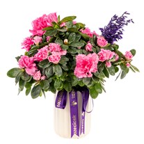Purple Grace Açelya Bitkisi