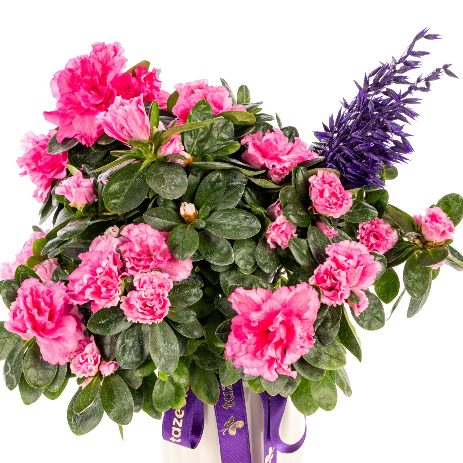 Purple Grace Açelya Bitkisi