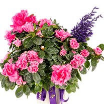 Purple Grace Açelya Bitkisi