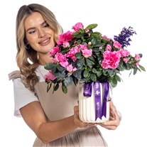 Purple Grace Açelya Bitkisi