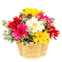 Color Beats Gerbera Sepeti