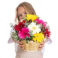 Color Beats Gerbera Sepeti
