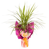 Hello Green Dracena
