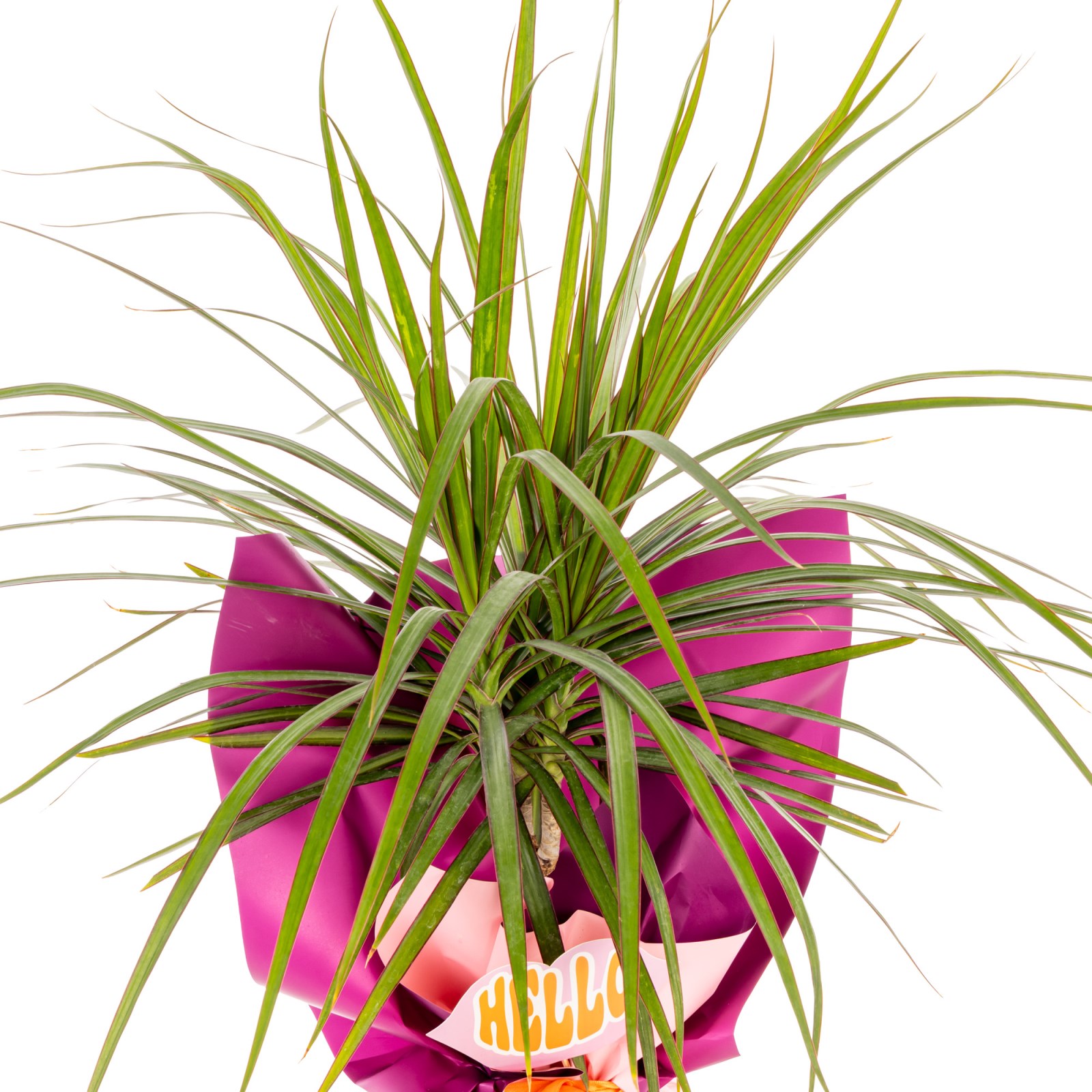 Hello Green Dracena