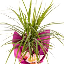 Hello Green Dracena