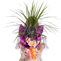 Hello Green Dracena