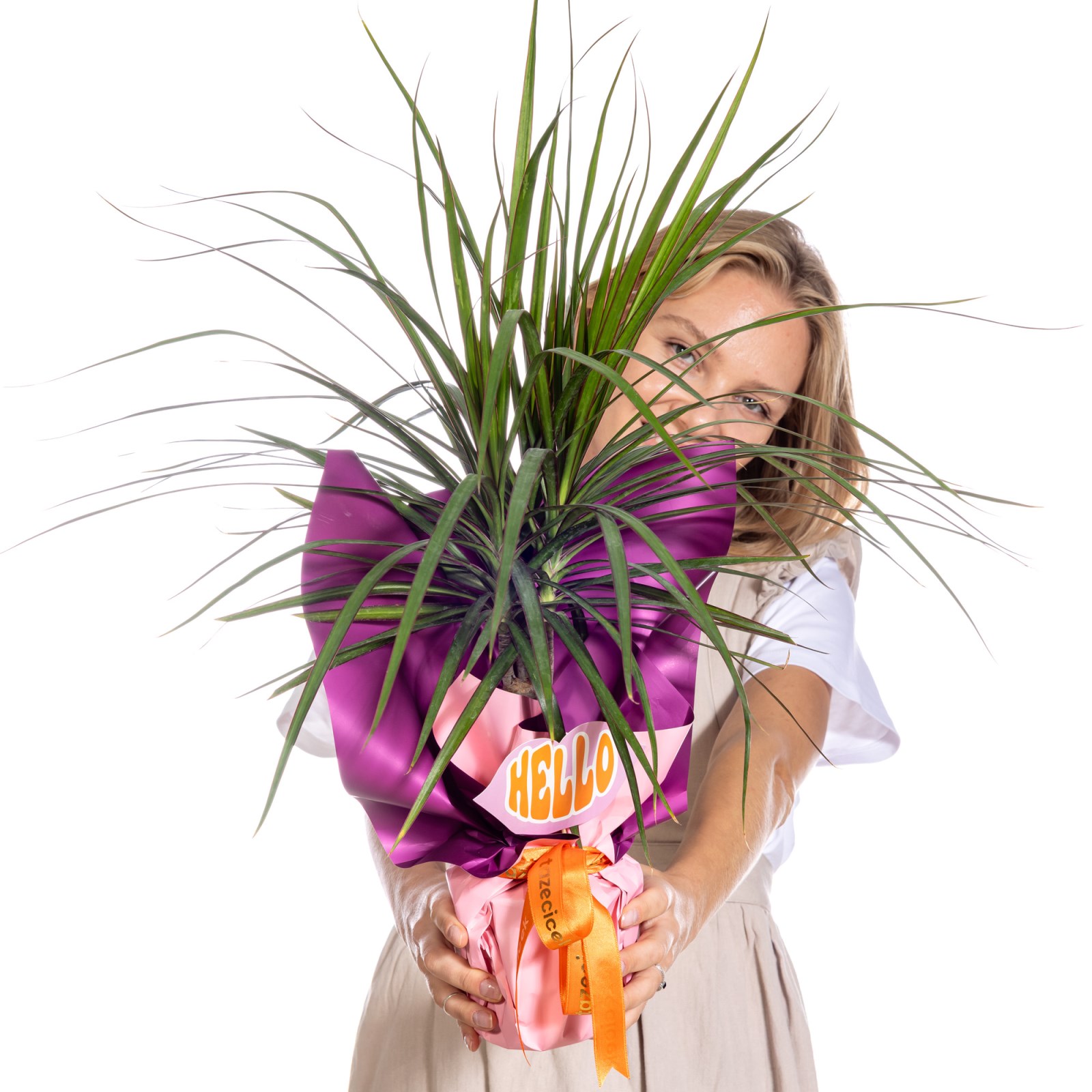 Hello Green Dracena