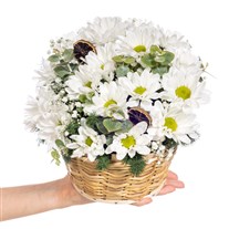 Pure Bloom Papatya Sepeti