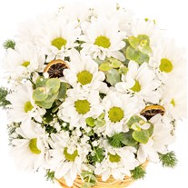 Pure Bloom Papatya Sepeti