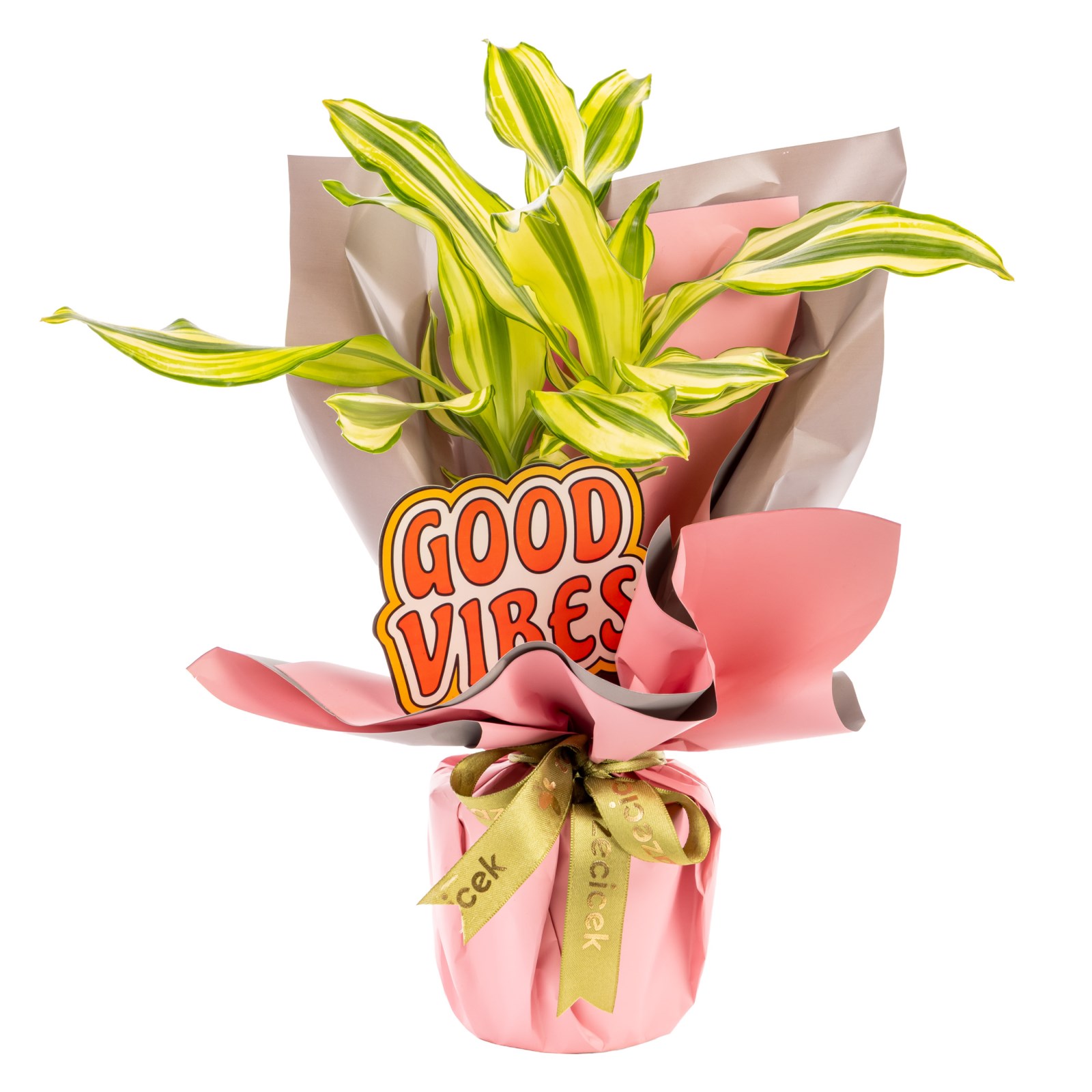 Happy Energy Dracena