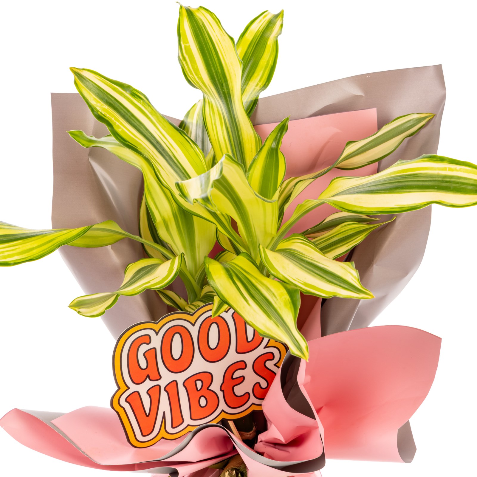 Happy Energy Dracena