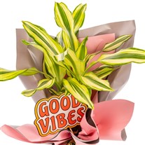 Happy Energy Dracena