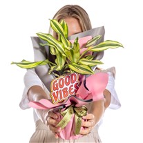 Happy Energy Dracena