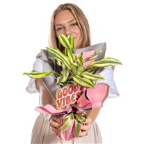 Happy Energy Dracena