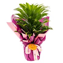 Orange Spirit Dracena Bitkisi