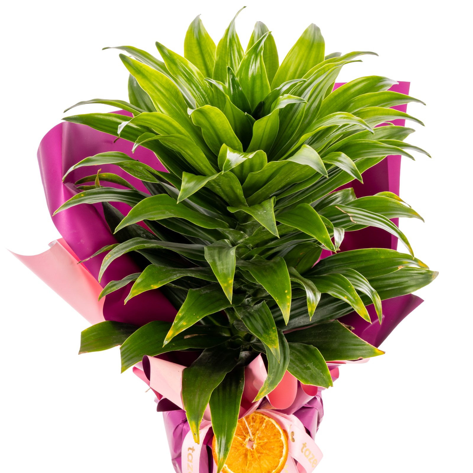 Orange Spirit Dracena Bitkisi