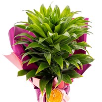 Orange Spirit Dracena Bitkisi
