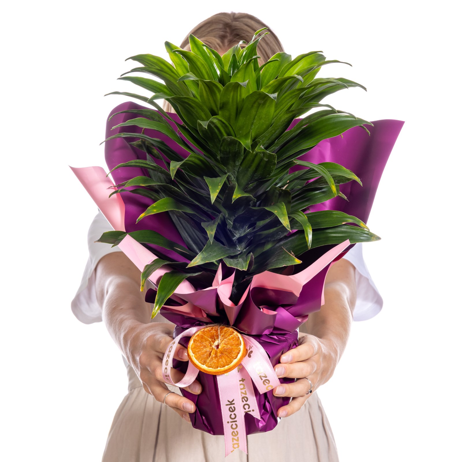 Orange Spirit Dracena Bitkisi