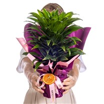 Orange Spirit Dracena Bitkisi