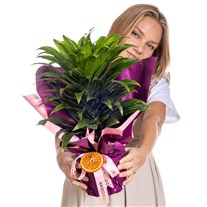 Orange Spirit Dracena Bitkisi