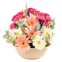 Joyful Harmony Gerbera Kasesi