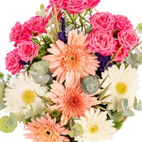 Joyful Harmony Gerbera Kasesi