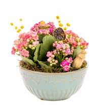 Pink Dream Dekoratif Kalanşo Kasesi