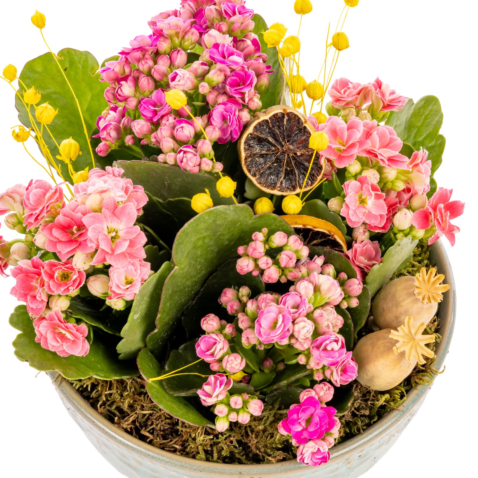 Pink Dream Dekoratif Kalanşo Kasesi