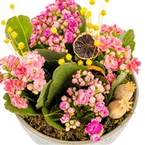 Pink Dream Dekoratif Kalanşo Kasesi