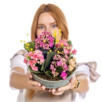 Pink Dream Dekoratif Kalanşo Kasesi