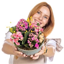 Pink Dream Dekoratif Kalanşo Kasesi