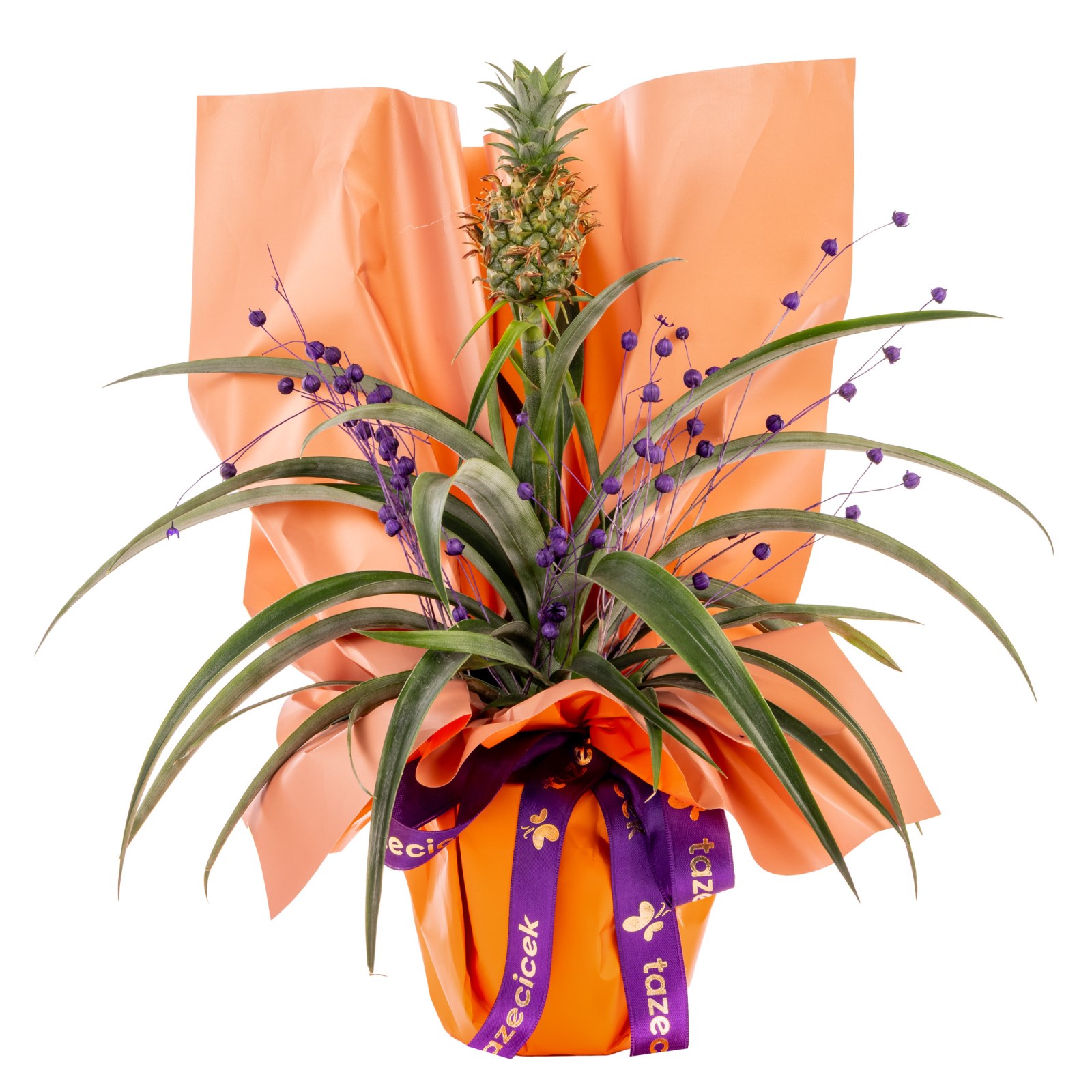 Tropical Joy Ananas Bitkisi