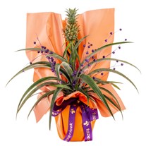 Tropical Joy Ananas Bitkisi