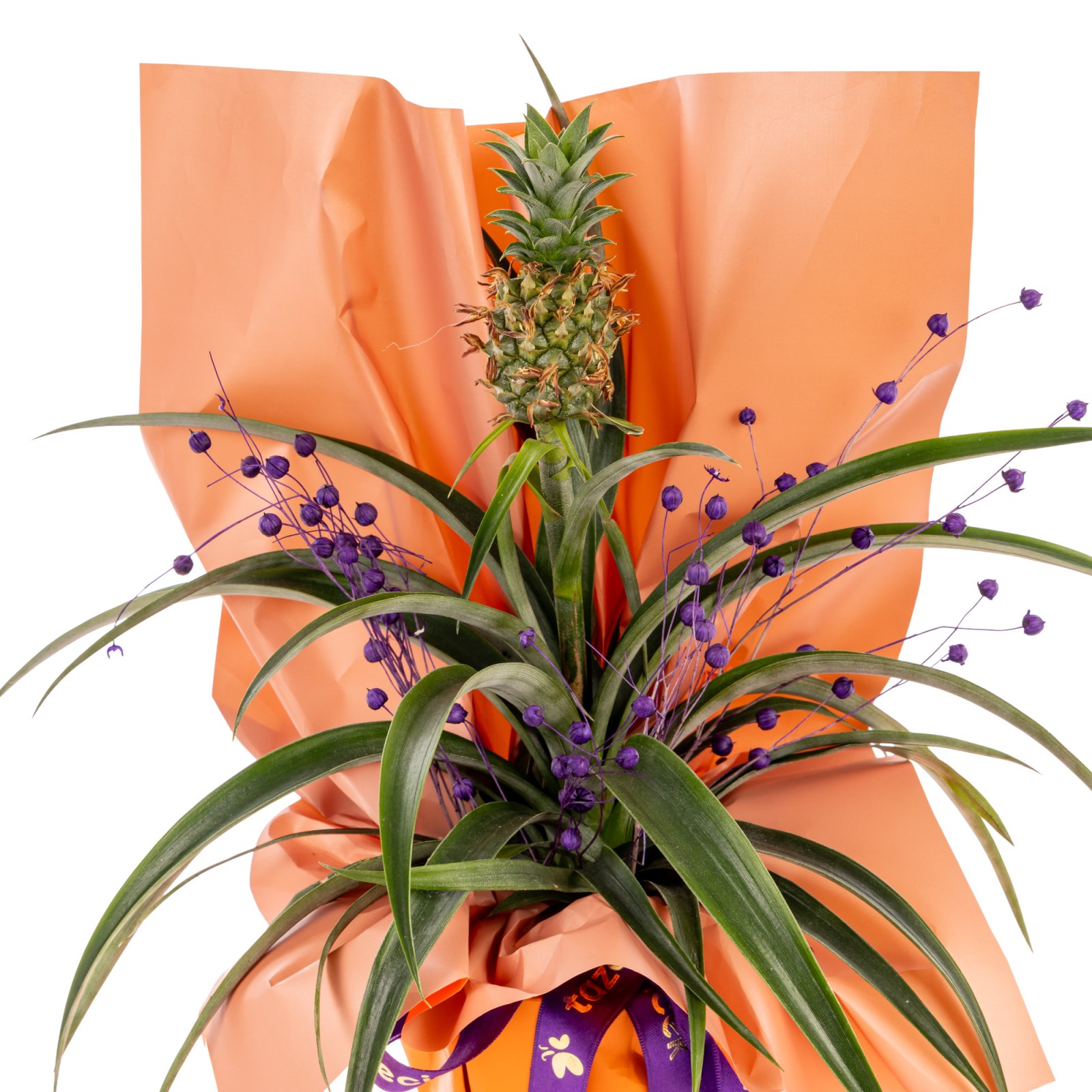 Tropical Joy Ananas Bitkisi