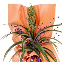 Tropical Joy Ananas Bitkisi