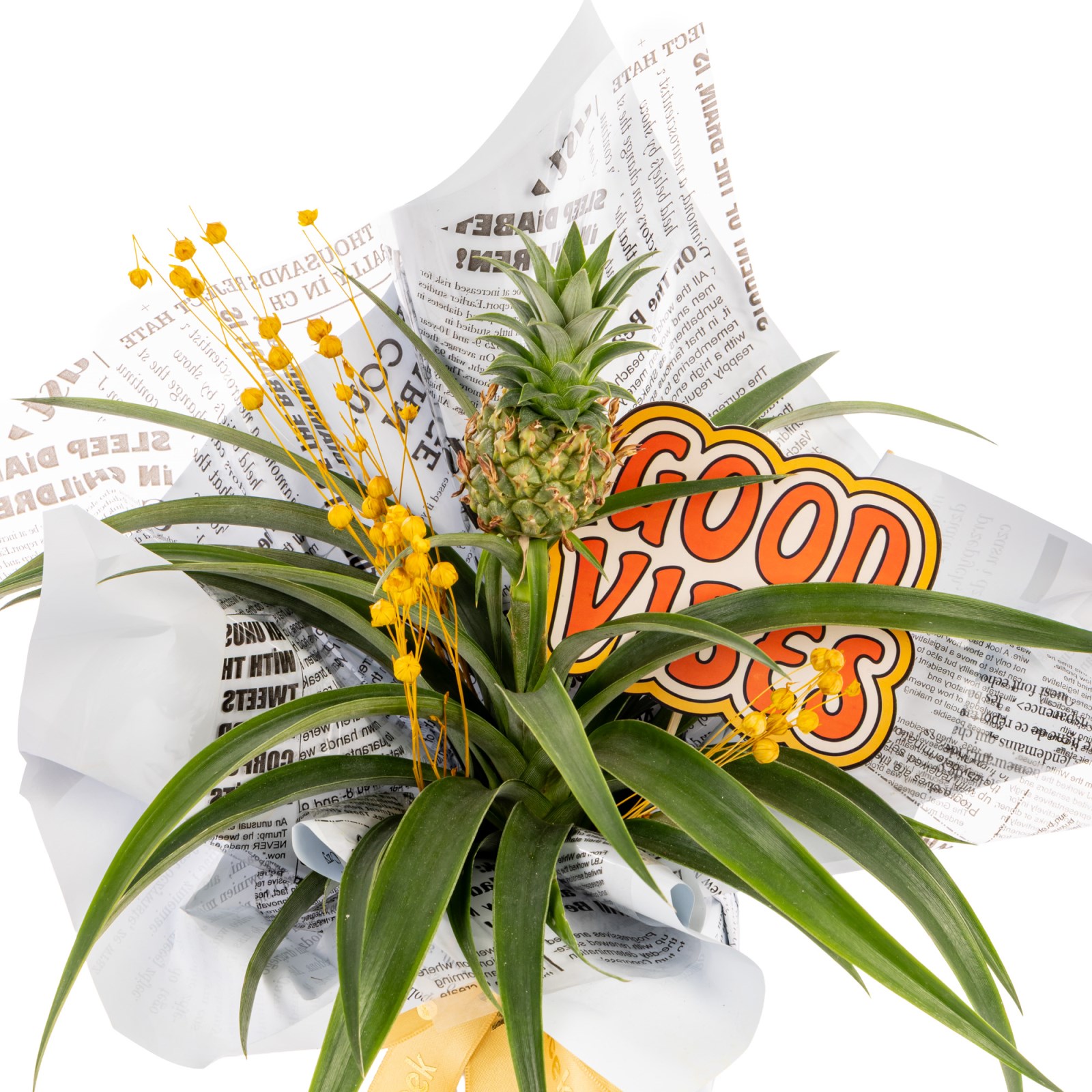 Positive Twist Ananas Bitkisi