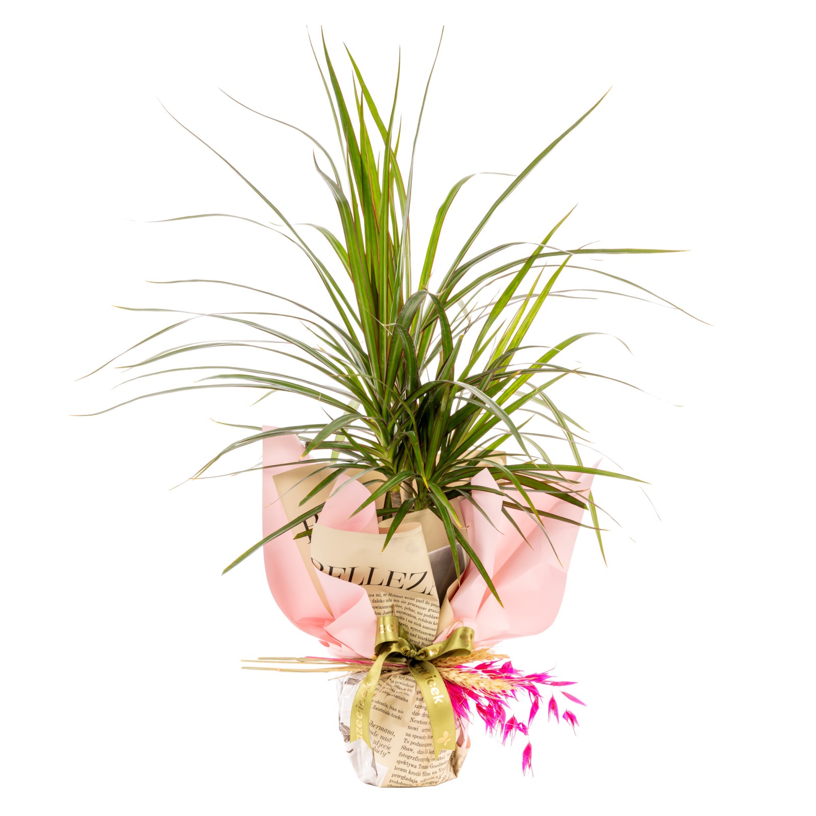 Fresh Spirit Marginata