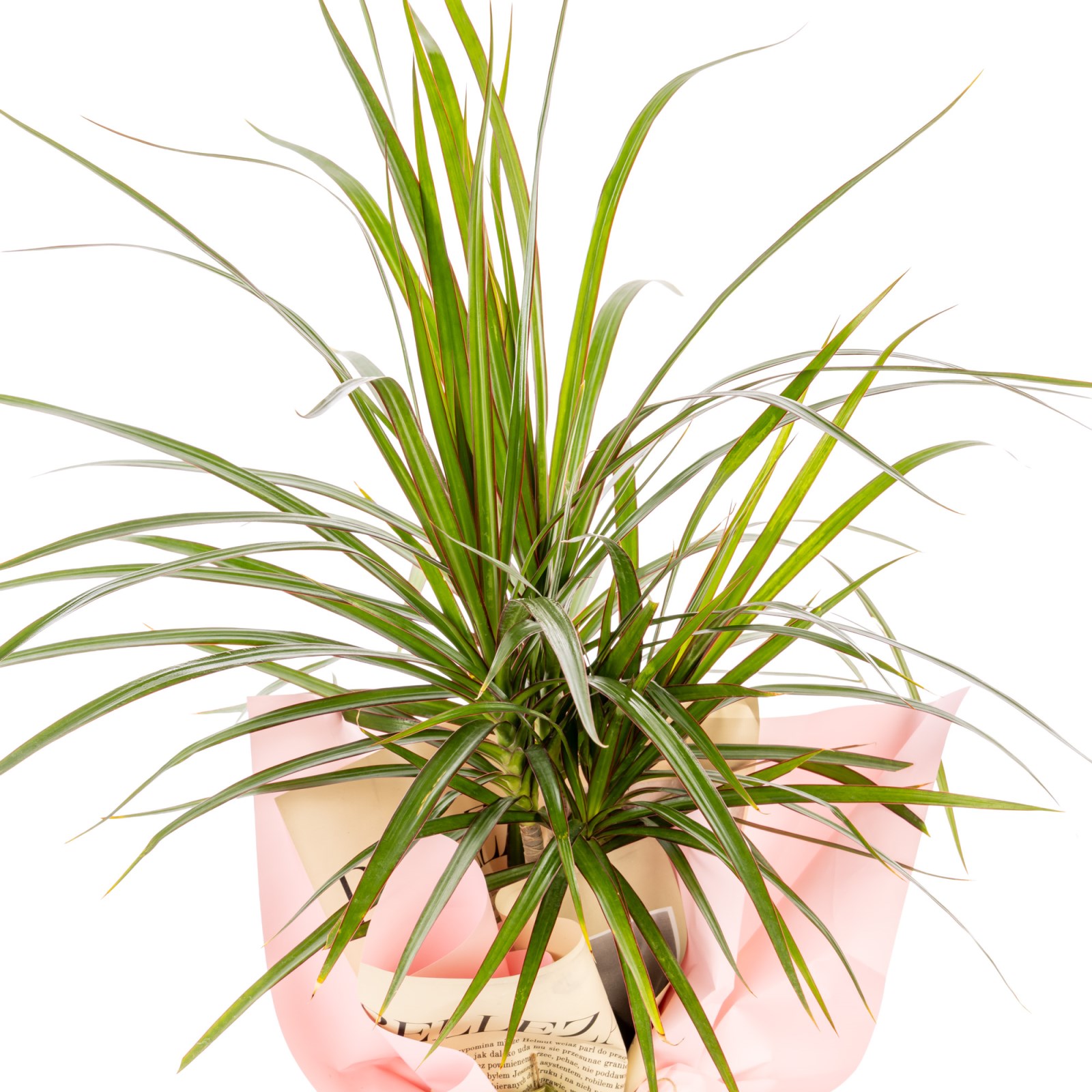 Fresh Spirit Marginata
