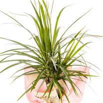 Fresh Spirit Marginata
