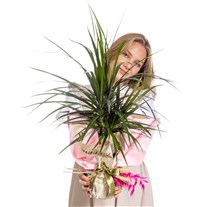 Fresh Spirit Marginata