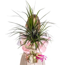 Fresh Spirit Marginata