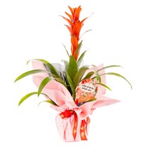 Romantic Flame Guzmanya